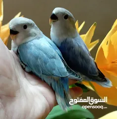  2 طيره دره للبدل اقرا الوصف