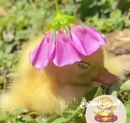  2 كتاكيت بط صغيرة  (( متجر الكتكوت الصغير ) )