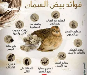  20 بيع السمان او الفري و لحم فري طازج و بيض فري