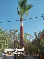  17 فني أشجار النخيل