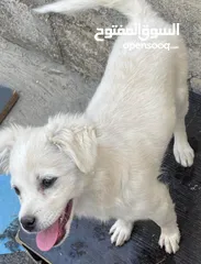  6 كلاب لولو فوكس اعمارهم 5 شهور لعوبين للبيع بسعر لقطه الكلبين  ،،،البيع بداعي السفر فقط ،،،