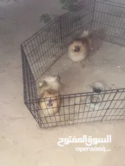  2 النوع شيواوا 