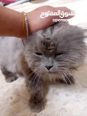  7 قط للبيع بسعر مناسب