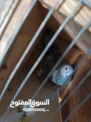  6 حمام زاجل طير انثي
