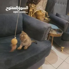  3 قطة للبييع