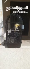  1 طيور للبيع