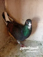  1 حمام كش