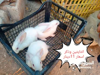  1 ارانب هجين