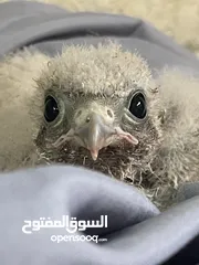  1 فرخ صقيري للبيع