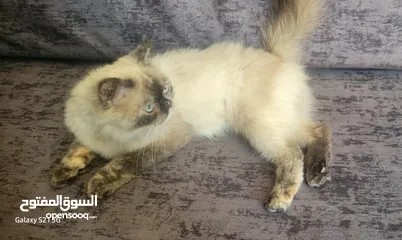 2 قط سيامي للبيع