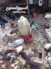  2 حمام مشكل 70 جوز