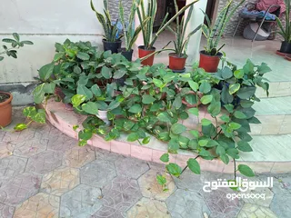  1 Plants for sale