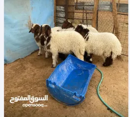  3 للبيع ذبايح خرفان تيوس محلي