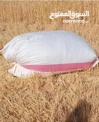  1 تبن قمح من اراضي اربد بني كنانه