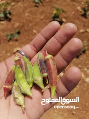  1 باميا بلديه 100٪ بعليه