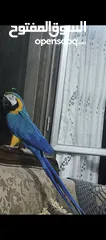  3 ببغاء مكاو Blue and Gold متكلم مواجهه اليف عجينه ثوب كامل وبجنن وافلح من ذكر الله وشوف الوصف