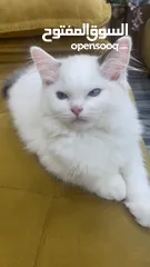  4 قطه انثى رغدول بيور دم صافي