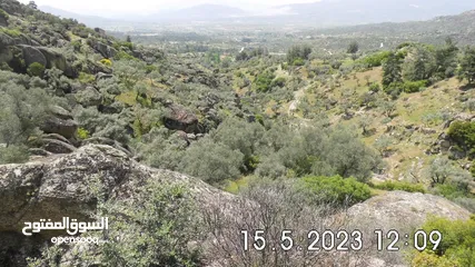  16 Olive grove, Bodrum / Turkey, 28.534m², organic cultivation, free from olive flies, panoramic view,