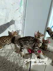  8 Bengal kittens