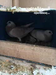  1 حمام للبيع سعر حرق كلهن مكفولة