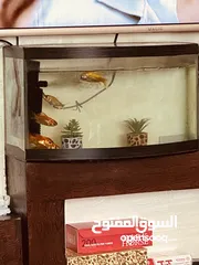  2 إعلان بيع حوضين سمك مع سمكات وزينة