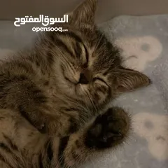  1 قطه للبيع عمرها شهرين