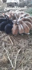  5 أرانب ذكور للبيع