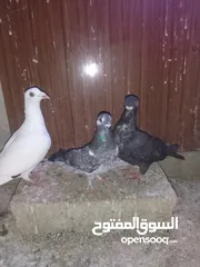  12 ثلث طواير للبيع