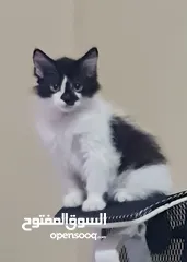  2 لقطة الموسم خاصة للي بحبوا القطط المرحة.. قطين ذكر للبيع مع بعض و كامل اغراضهم