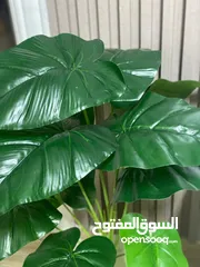  8 اشجار زيينه
