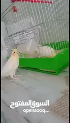  8 ذكر كوكتيل لاتينو ثوب كامل حجم جامبو عمر سنتين ونصف نصف أليف يصفر تصفيرات كتيرة جاهز للتزاوج