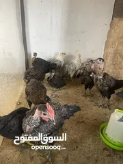  6 دجاج سيراما+كوتشينا+بلدي + فراخ بلدي او ابو رقبه + فرعوني او حبت رود ايلند