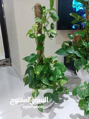  2 للبيع نباتات ظل  Indoor plants for sale