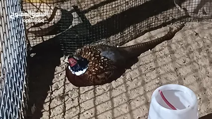  1 pheasant pigeon