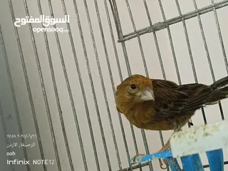 2 طيرتين كنار للبيع اقرا الوصف