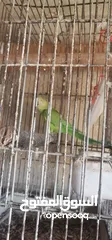  5 طيره دره جاهزه