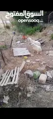  1 نعجه ورها خروف قدها البيع بسعر حرق