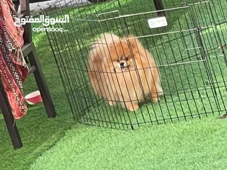  1 Female Pom Adult High Quality