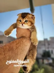  4 سكوتش فولد ny25 مستوى عالي جدا scottish fold