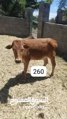  2 أبقار محليه