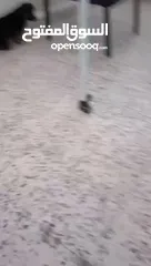  3 جيرمن شيبرد شورت هير