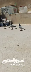  3 متاح 3جواز جوز لهوارت قراقطه وجوز يهوديات تركيب جديد وفي جواز بلجيكي زرزور عل بلجيكي