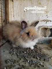  5 ارانب انجورا أصليات افراخ وكبار