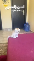  1 Golden and blue folded Scottish cat  جولدين سكوتش فولد عمر ثلاث شهور مستوى خارق