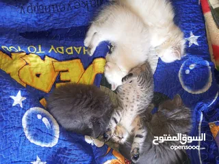  1 القطط الصغيره عمرهااا 2 شهرين ..القطط الكبيره عمرها 8شهور .. القط الاحمر سنه و3شهور