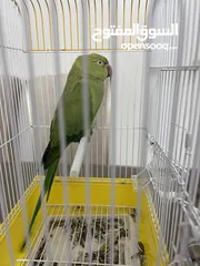  5 ببغاء دره هندي بدايه طوق للبيع حجم وسط