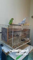  2 2 Parrots and 1 Cockatiel