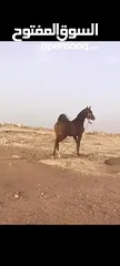  1 مهرة عربيه غير مسجلة