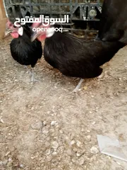  2 مطير عصافير للبيع