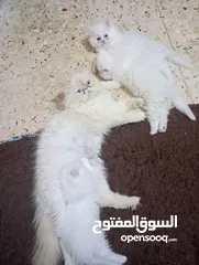  4 قطط انثى للبيع